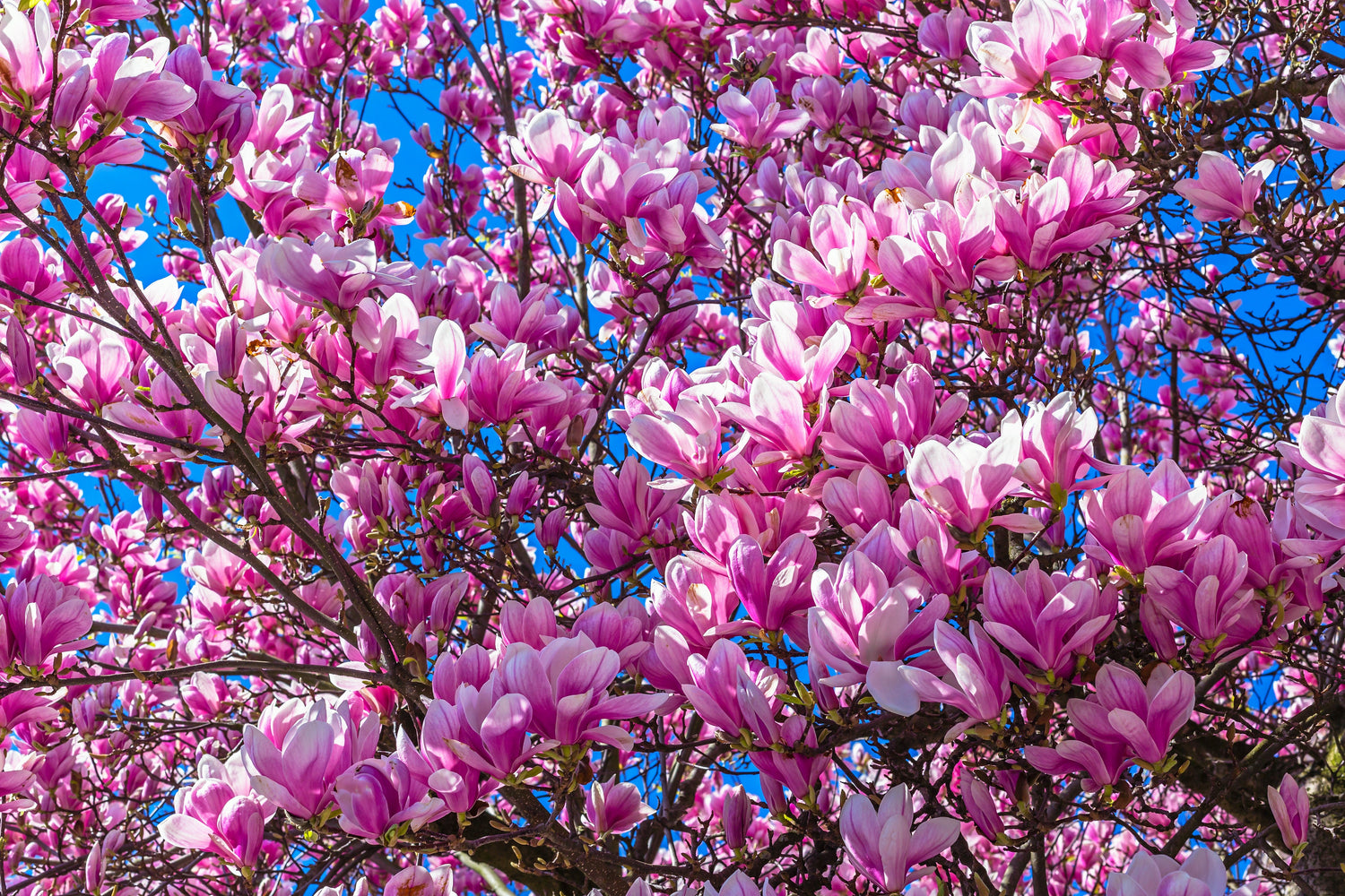 5 LIRIO MAGNOLIA ÁRBOL DE FLOR Tulipán Fragante Rosa y Púrpura Magnol Liliiflora Semillas