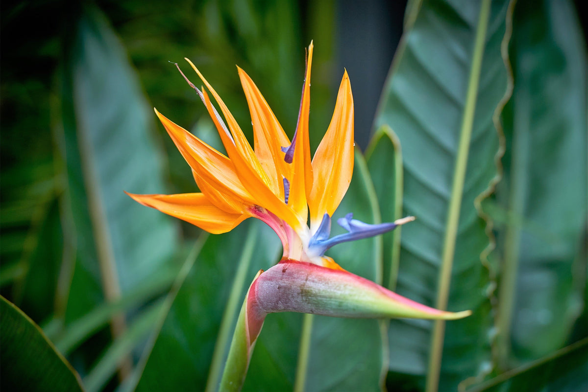 5 semillas de planta de interior Strelitzia Reginae, AVE DEL PARAÍSO TROPICAL, flor de grulla