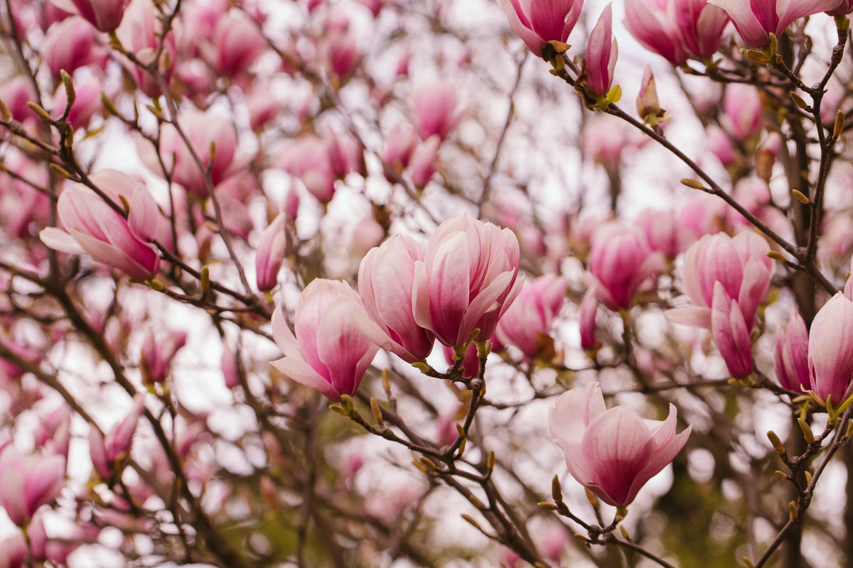 5 semillas de tulipán de flor rosa y blanca de 5 a 10 pulgadas (magnolia de platillo x Soulangeana Denudata y Liliiflora)