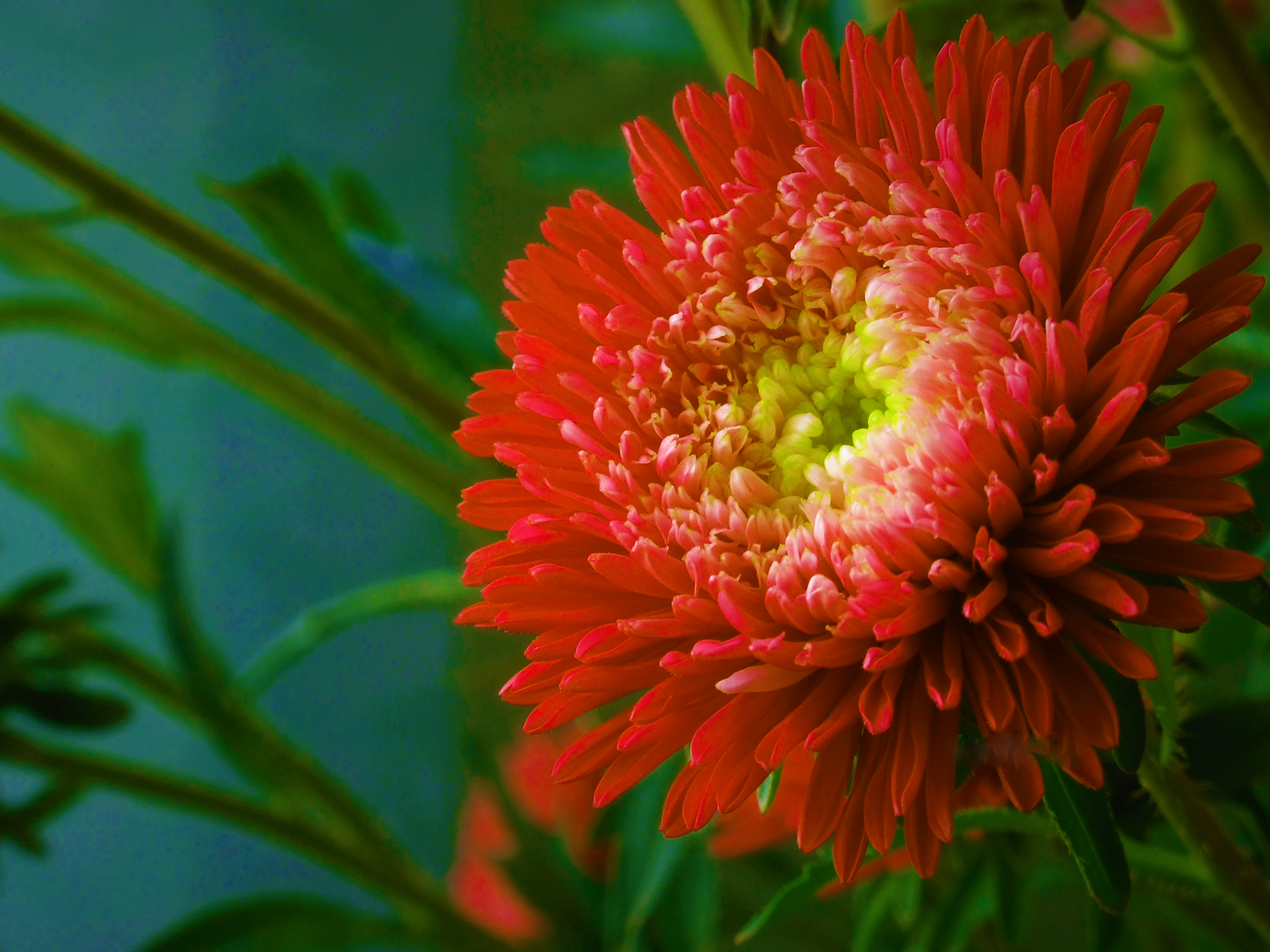30 semillas de flores de peonía roja Callistephus de ASTER ESCARLATA doble