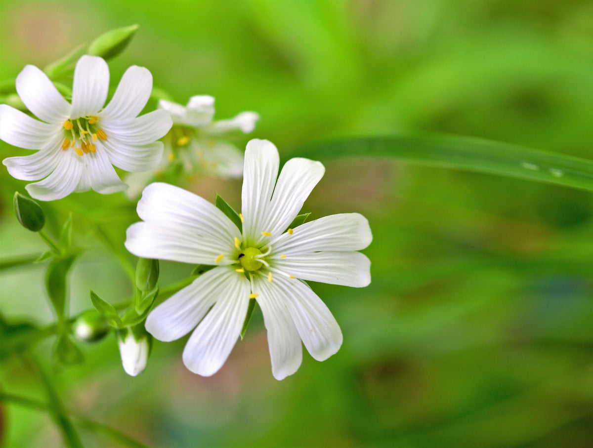 50 semillas orgánicas de pamplina, Stellaria Media, hierba estrellada, hierba de punto, hierba de flor blanca