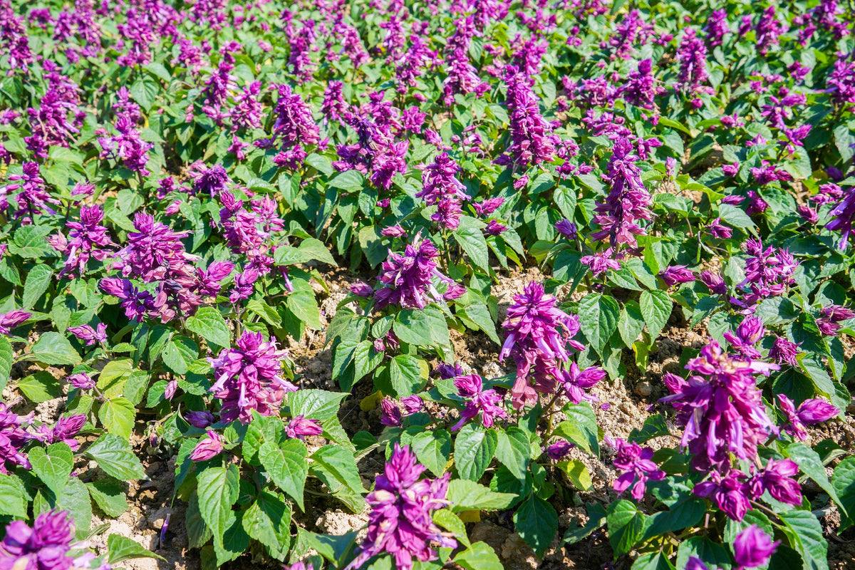 20 semillas de flores de salvia escarlata SALVIA Splendens de color púrpura brillante