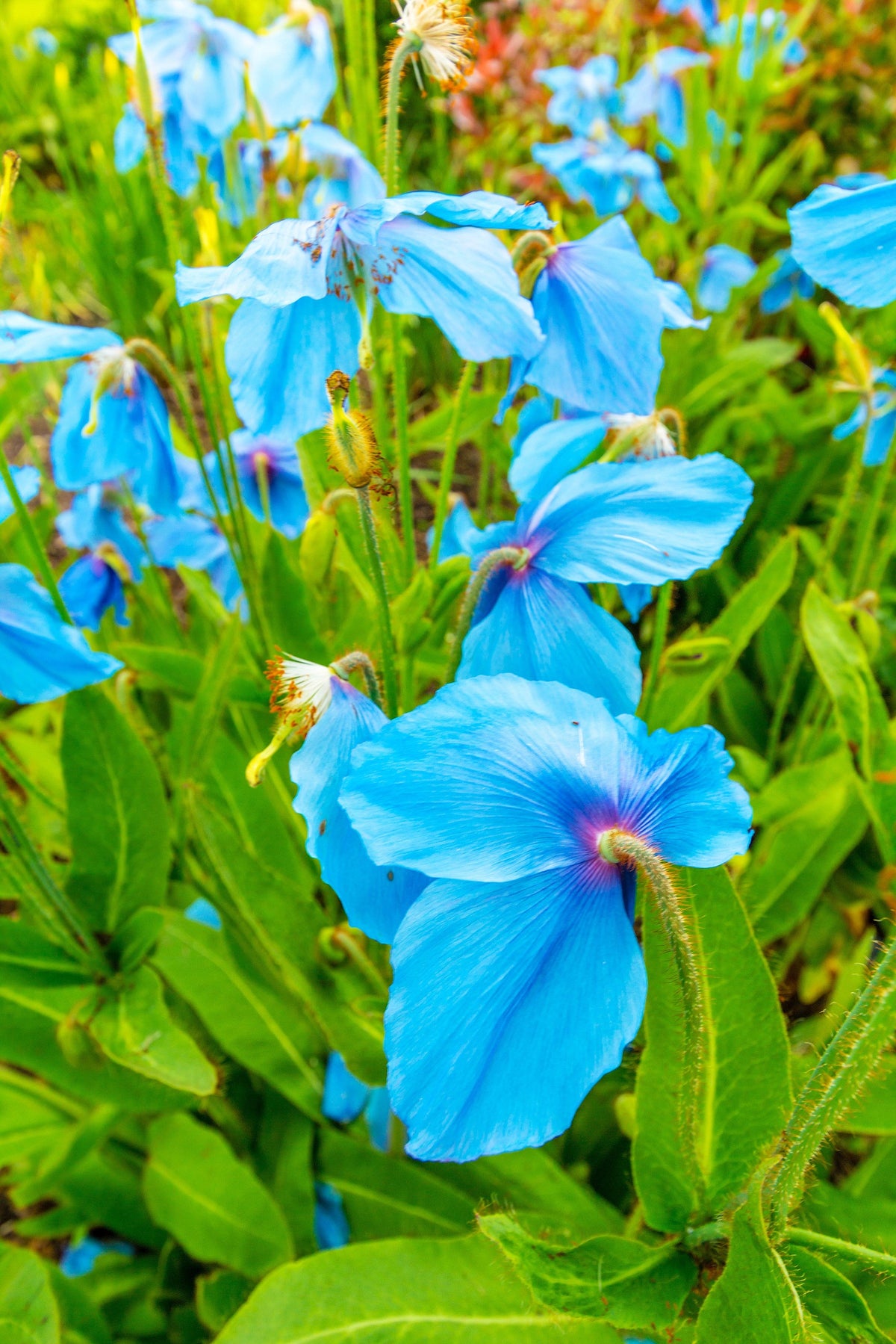 10 semillas de flores de amapola azul del Himalaya tibetana Meconopsis Betonicifolia