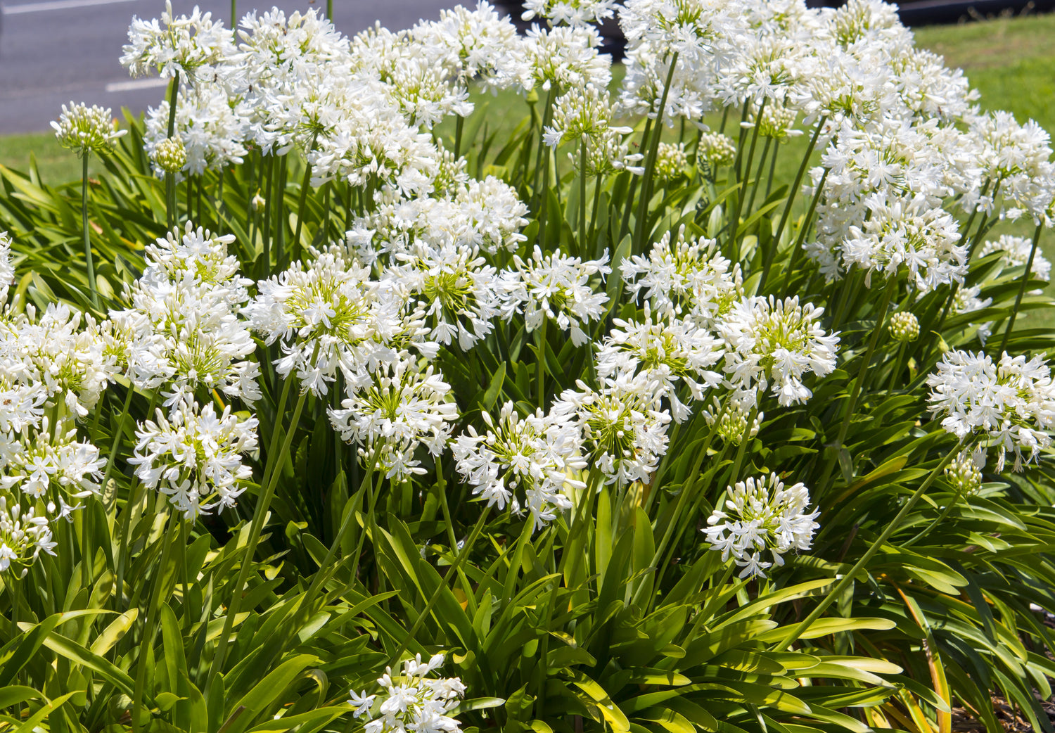 25 LIRIO BLANCO DEL NILO Agapanthus Orientalis Semillas de flores de lirio africano