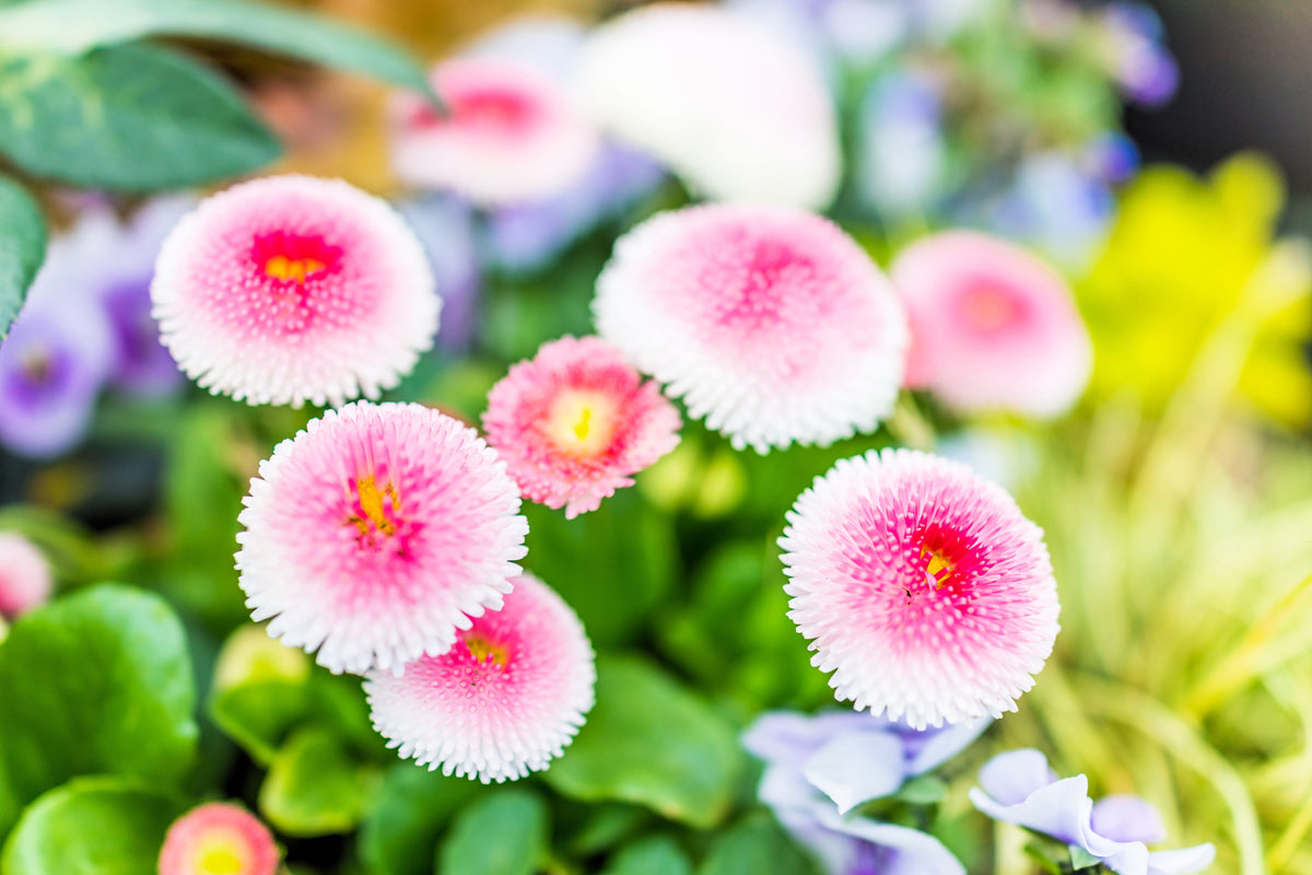 100 semillas de flores de margarita inglesa Bellis Perennis de colores mixtos
