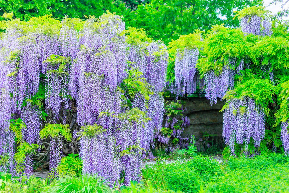 5 semillas de glicina japonesa, flor floribunda, enredadera ornamental morada.