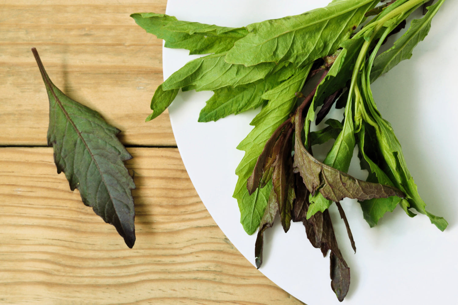 300 EPAZOTE (Té Mexicano) Chenopodium Ambrosioides Dysphania Semillas de Flores de Hierba