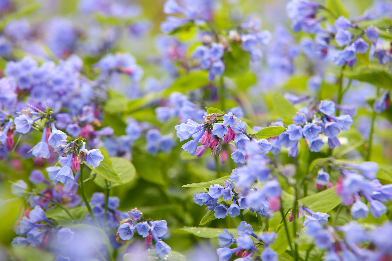 25 semillas de flores de Mertensia virginica de color azul y rosa de Virginia Bluebells