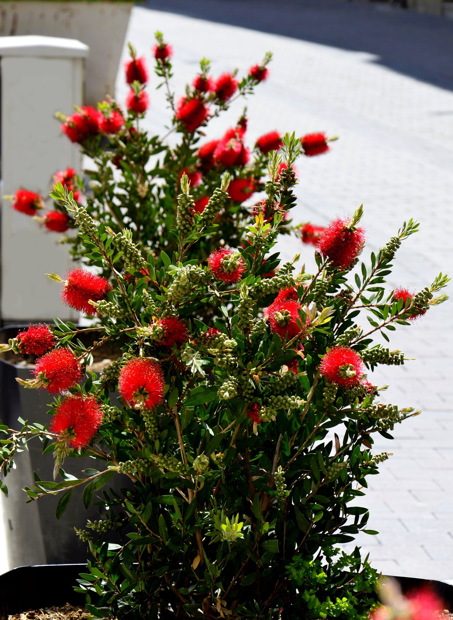 40 semillas de Callistemon Citrinus, arbusto floreciente, árbol pequeño, cepillo para botellas carmesí