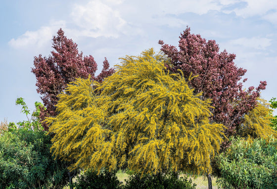 10 semillas de flores de acacia amarilla (MIMOSA DORADA)