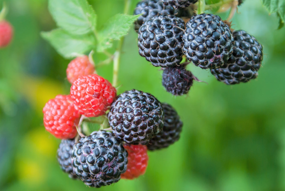 50 semillas de frambuesa negra (Rubus leucodermis)
