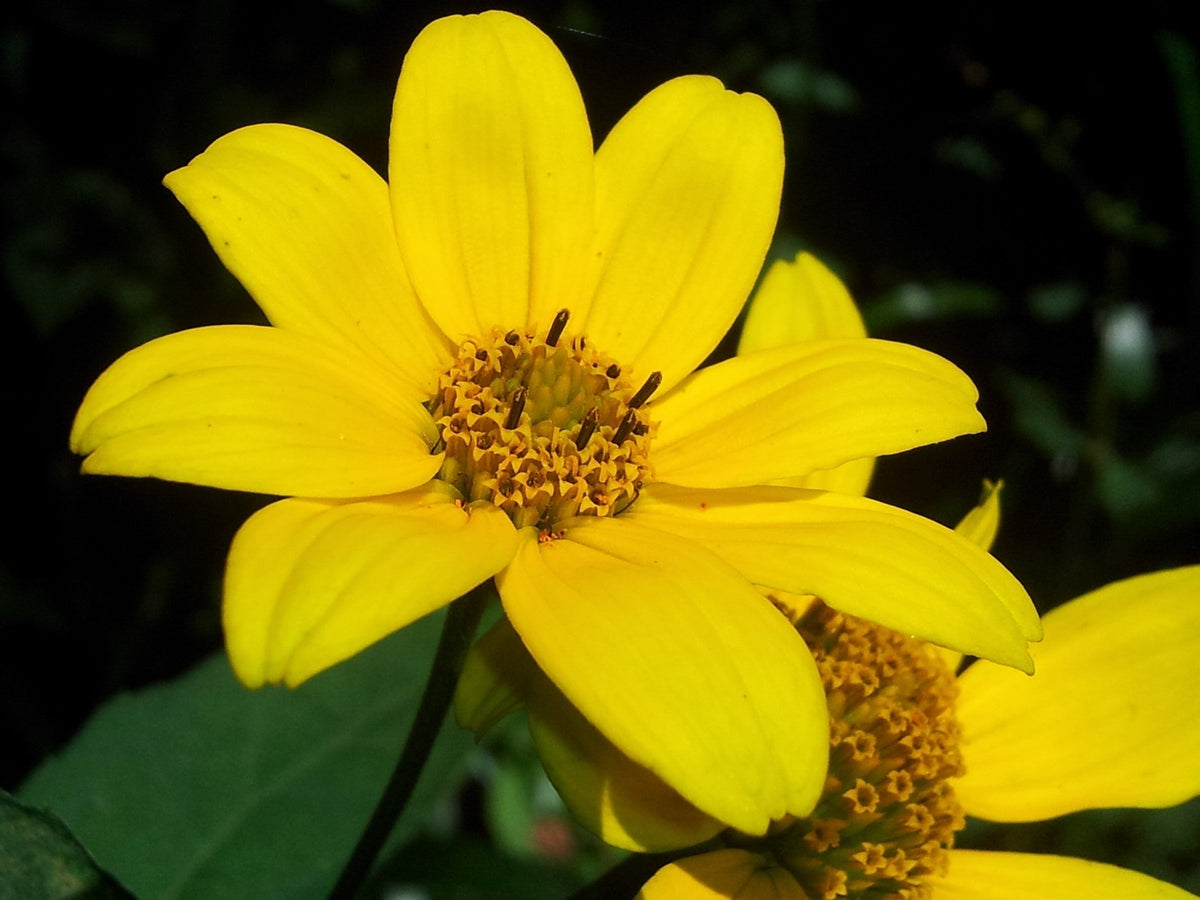 200 semillas de flores de caléndula amarilla de pantano Bidens Aristosa Mutica