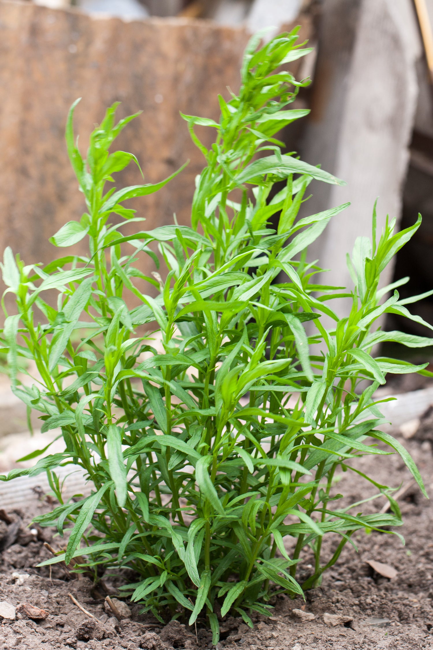 100 semillas de estragón - Hierba de dragón - Artemisia dracunculus (hierba culinaria)