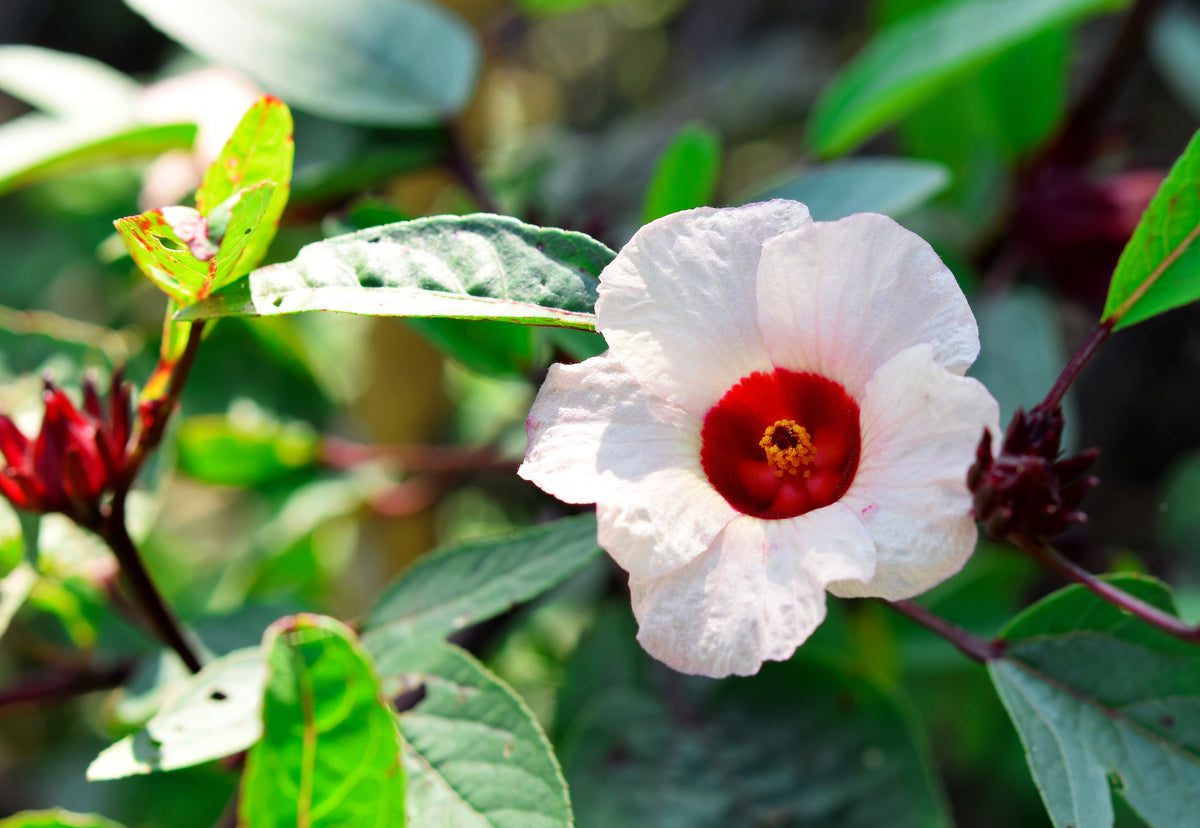 50 semillas de flores blancas y rojas de ROSELLE HIBISCUS Sabdariffa Rosella Fruit
