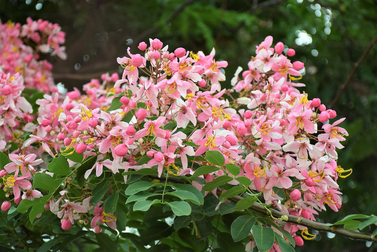 5 semillas de Cassia Javanica, también conocida como árbol de lluvia arcoíris y árbol de flor de manzano, de dos tonos rosa, blanco y amarillo.