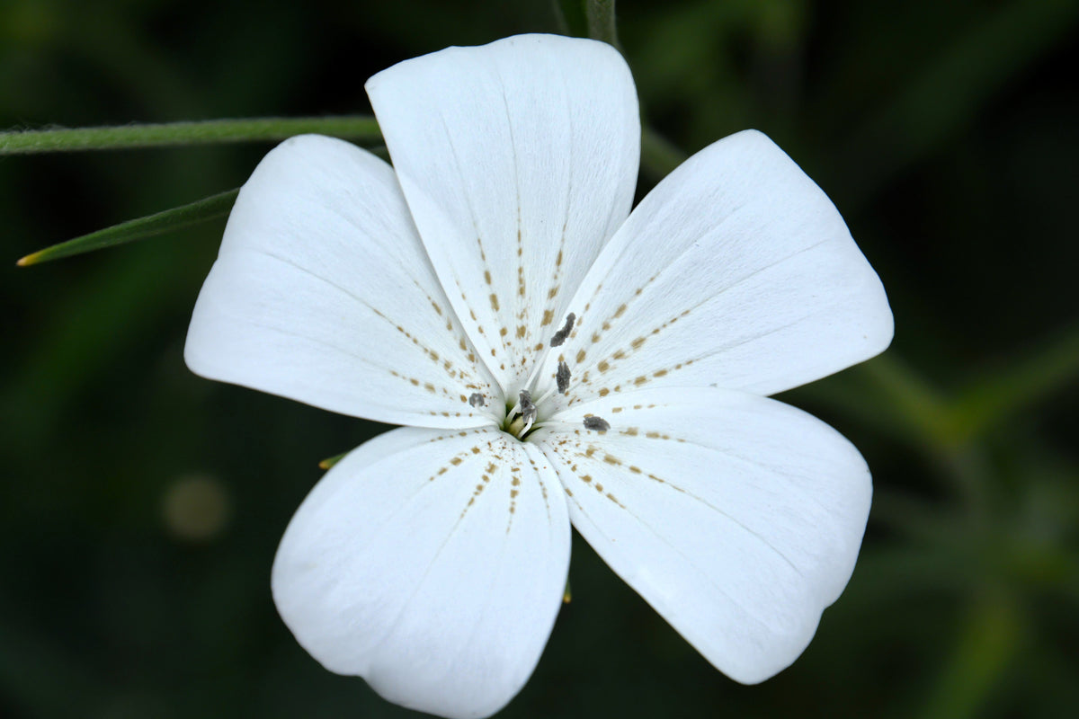 50 semillas de flores de berberecho de maíz blanco Bianca Agrostemma Githago