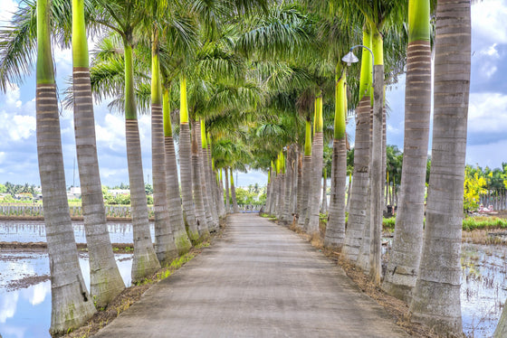 10 semillas de palma real de Florida (Roystonea regia)