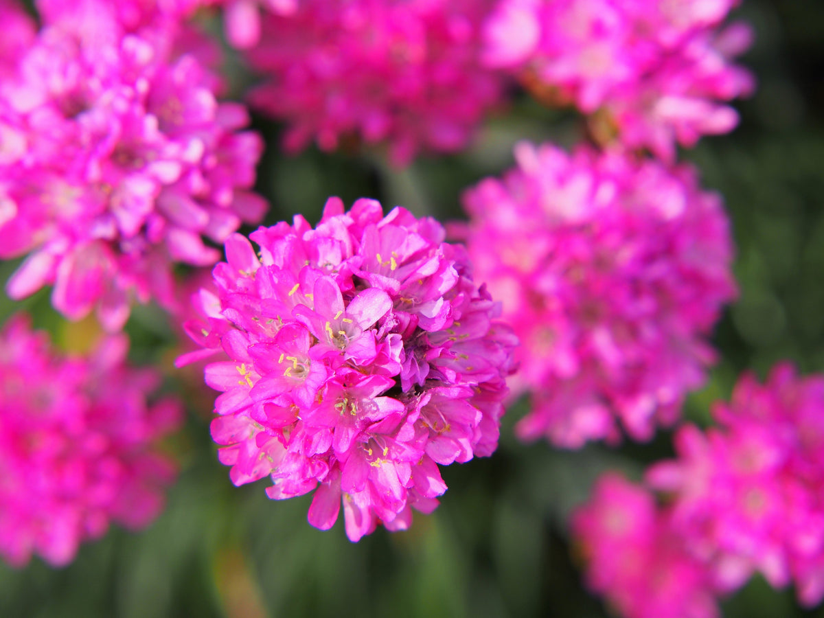 50 SEA THRIFT Armeria Maritima California Sea Pink Cliff Rose Cushion Pink Lavender Native Maritime Flower Seeds