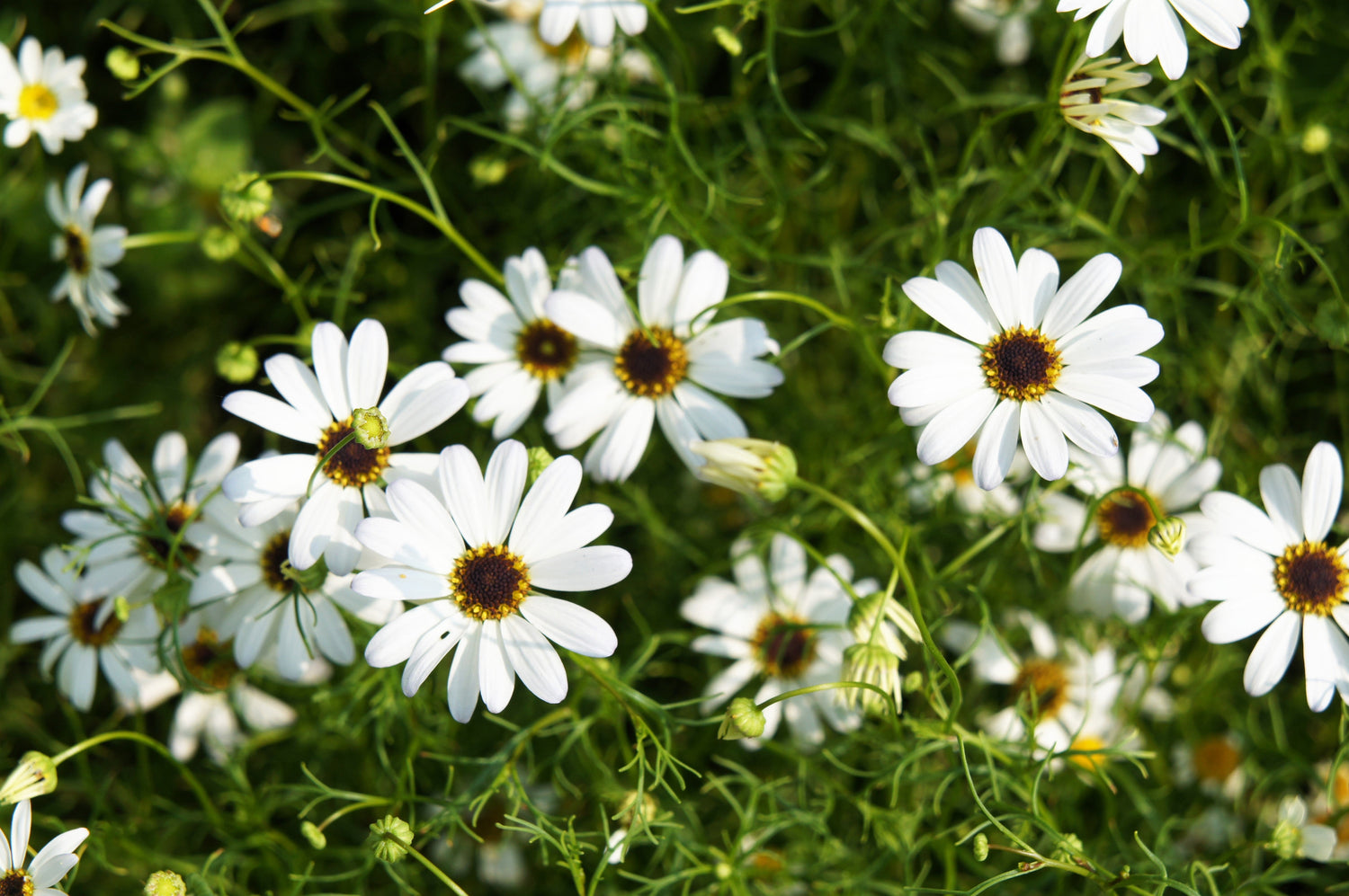 200 semillas de flores de margarita de río cisne blanco Brachyscome Iberidifolia