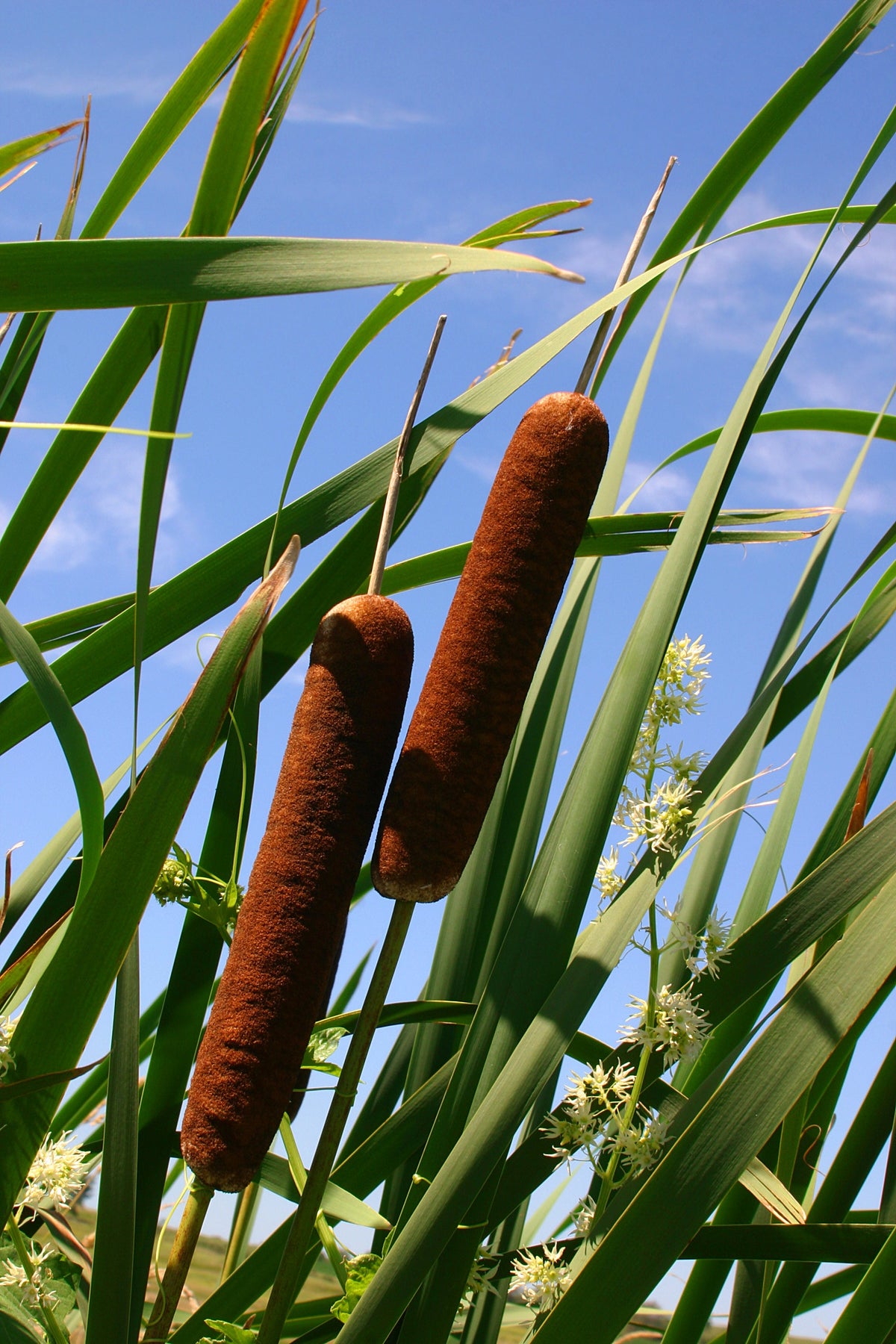 50 semillas de flores de cola de gato Typha Latifolia, hierba de estanque de agua