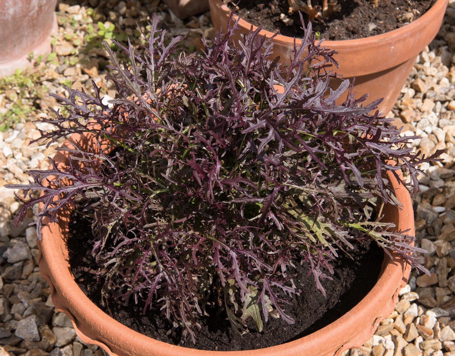 200 semillas de mostaza mizuna con vetas rojas, verduras japonesas, Brassica juncea