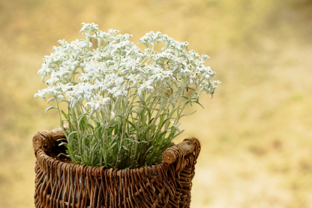50 semillas de flor blanca de EDELWEISS Leontopodium Alpinum