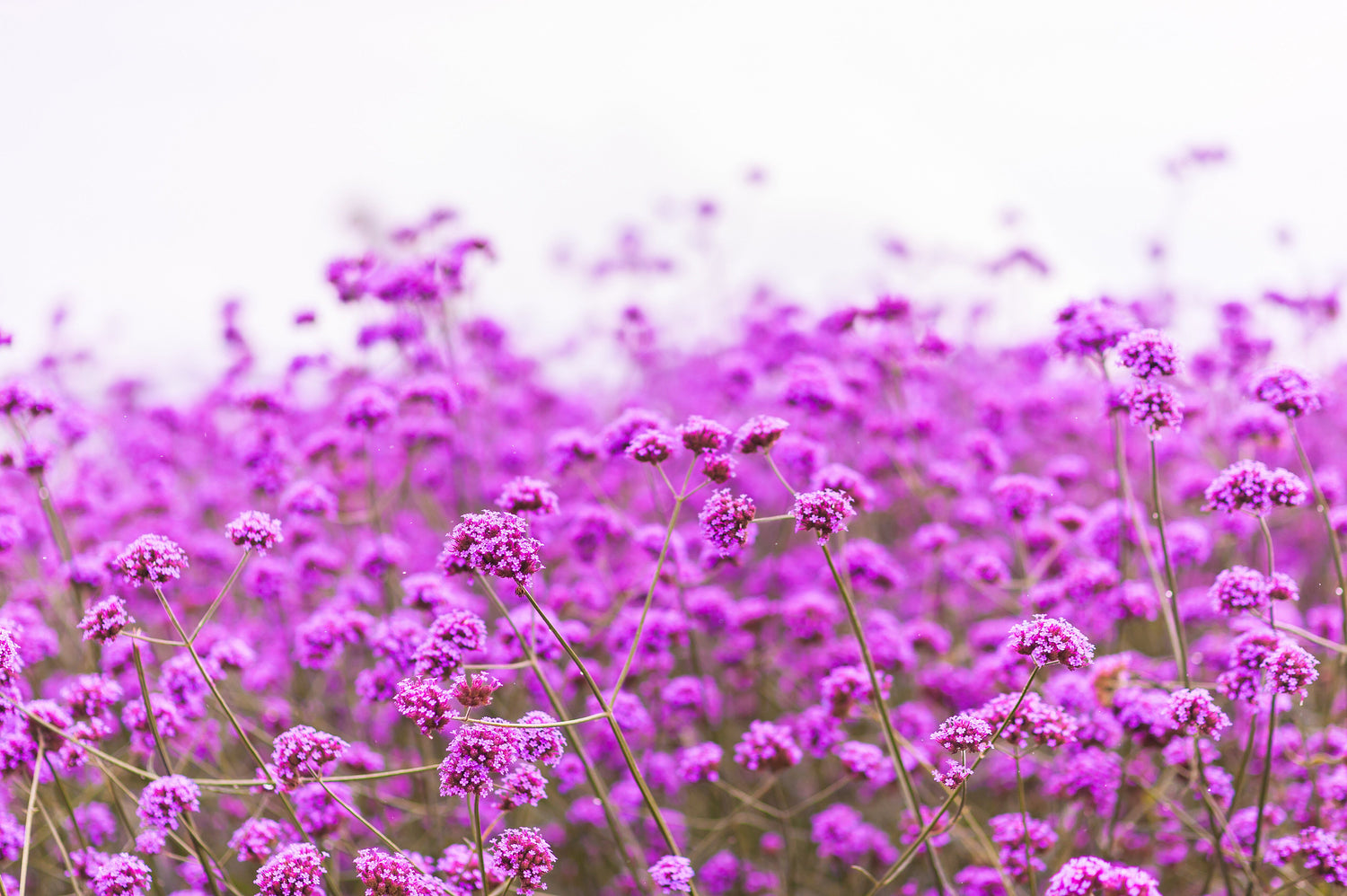 250 semillas de verbena común, verbena officinalis, hierba europea, flor rosa púrpura