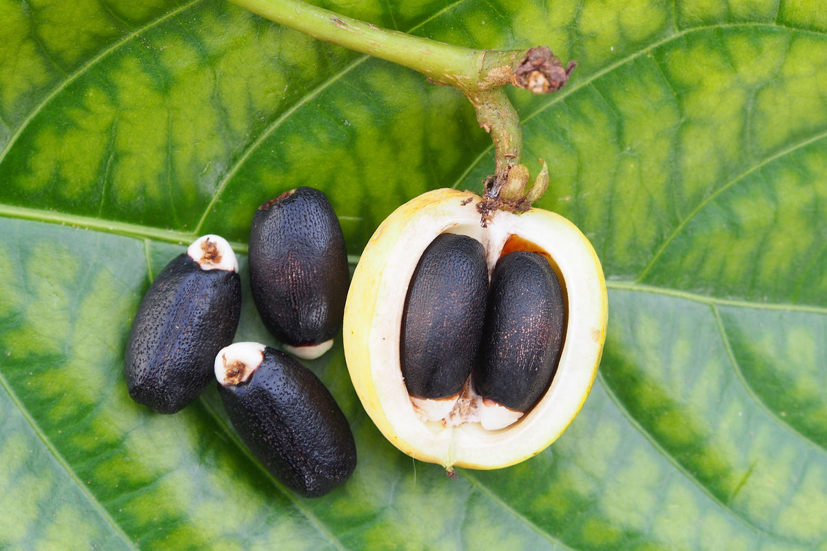 5 semillas de biodiésel del arbusto JATROPHA Curcas de Barbados Purging de PHYSIC NUT