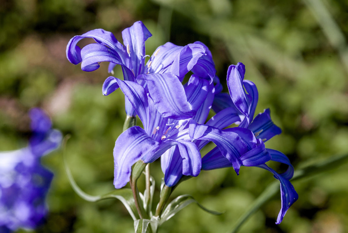 10 semillas de flores de lirio azul siberiano, montaña Ixia Altai Ixiolirion Tataricum