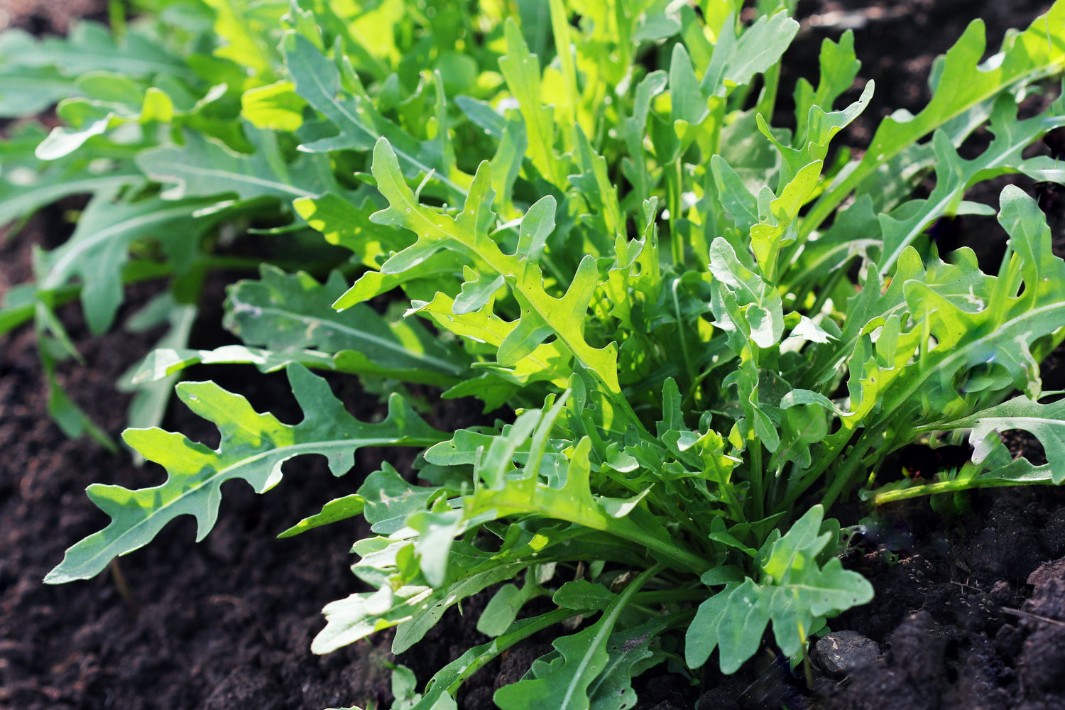 2000 Semillas Vegetales RÚCULA Eruca Vesicaria Sativa Verdes