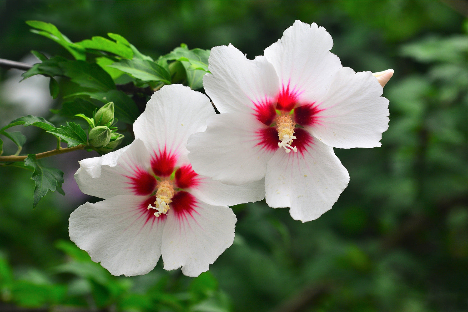 25 semillas de rosa de Siria (HIBISCO Syriacus), árbol de flores, arbusto, blanco y rosa intenso