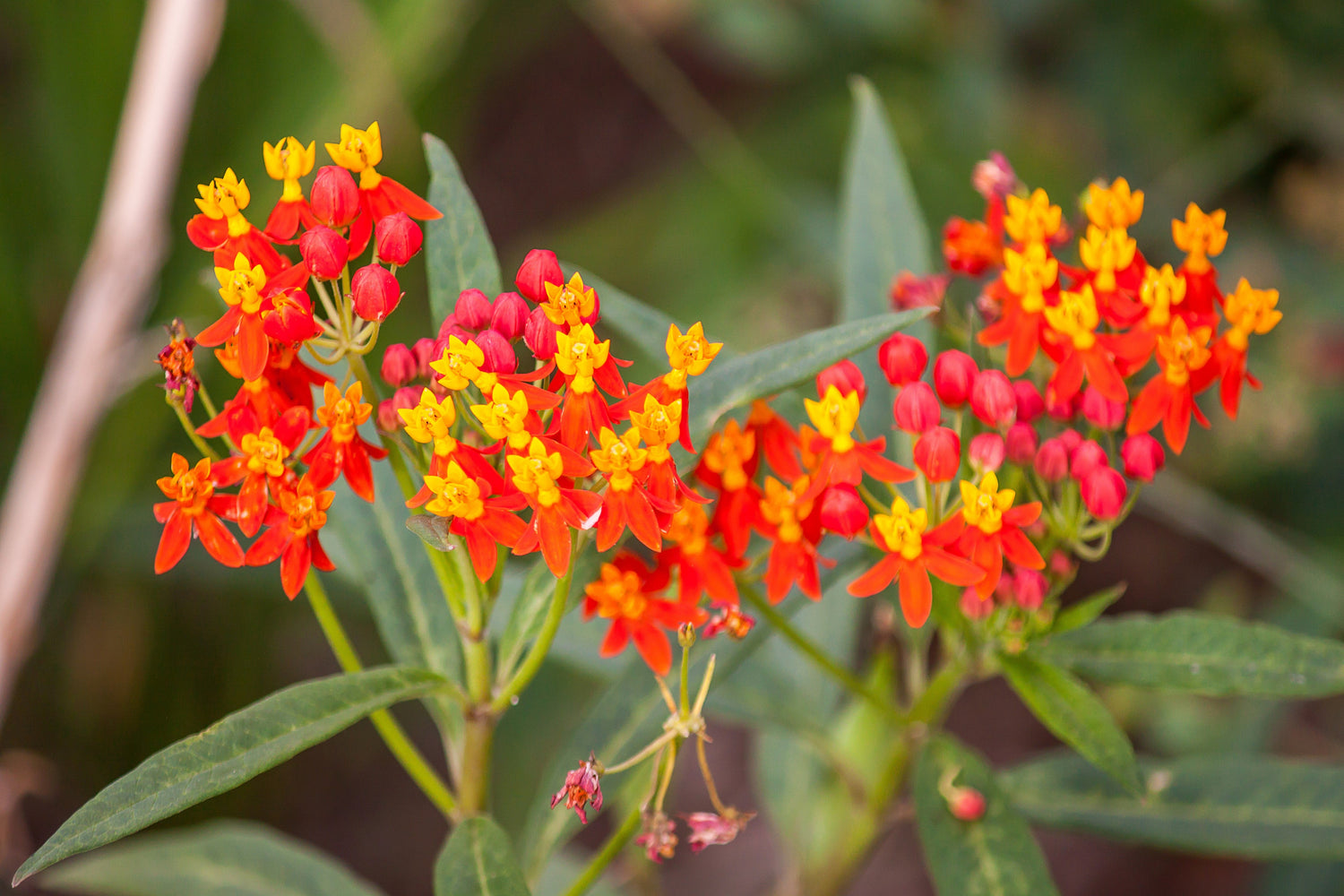 100 semillas de Asclepias curassavica, flor de sangre escarlata, hierba mariposa roja y naranja