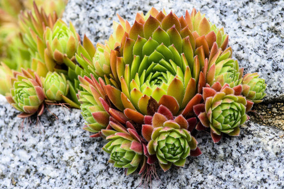 50 Semillas de planta de interior Sempervivum Montanum, gallinas y pollitos, flores verdes, rojas y rosas