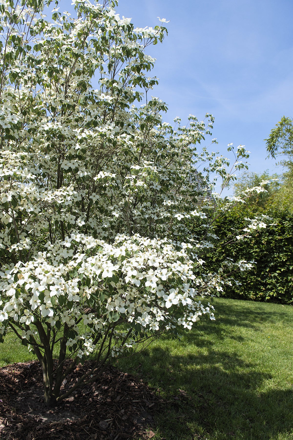 5 semillas de Cornus kousa (cornejo blanco) en flor