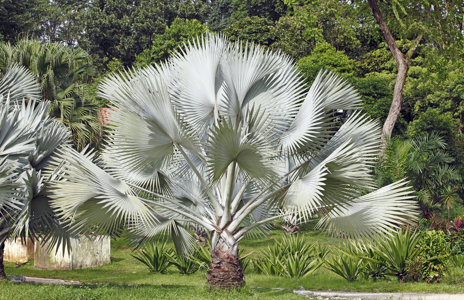 5 PALMITOS DE SIERRA PLATEADOS Serenoa Repens Palmera Enana Americana Arbusto Fruto Comestible Sol o Sombra Semillas