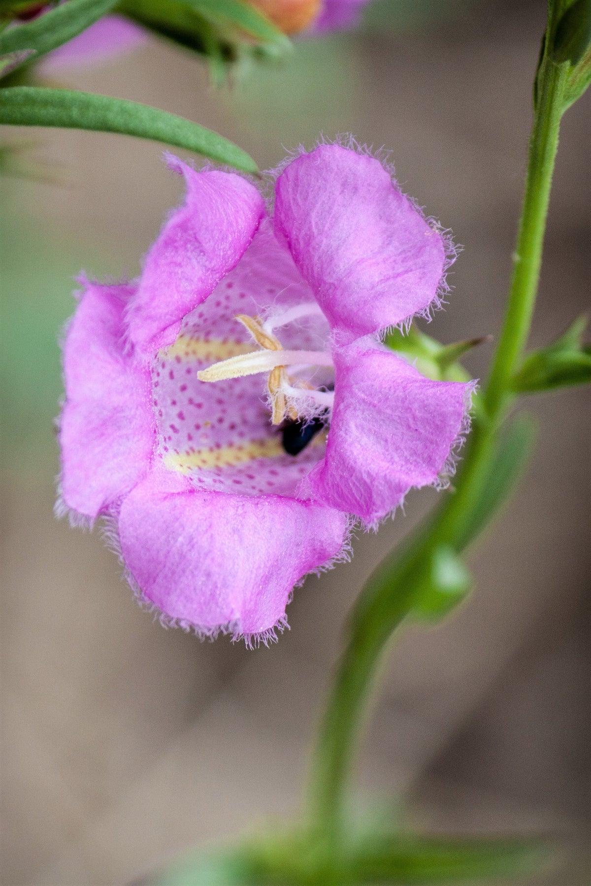 100 semillas de flores de rosa dedalera morada falsa Gerardia Wetland Agalinis Purpurea