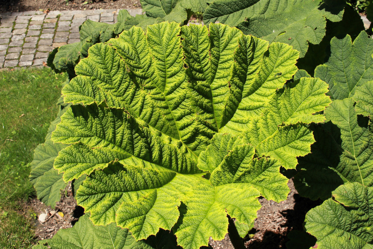 10 GUNNERA MANICATA, ¡semillas de ruibarbo gigante, planta dinosaurio, flores rojas de sombra húmeda!