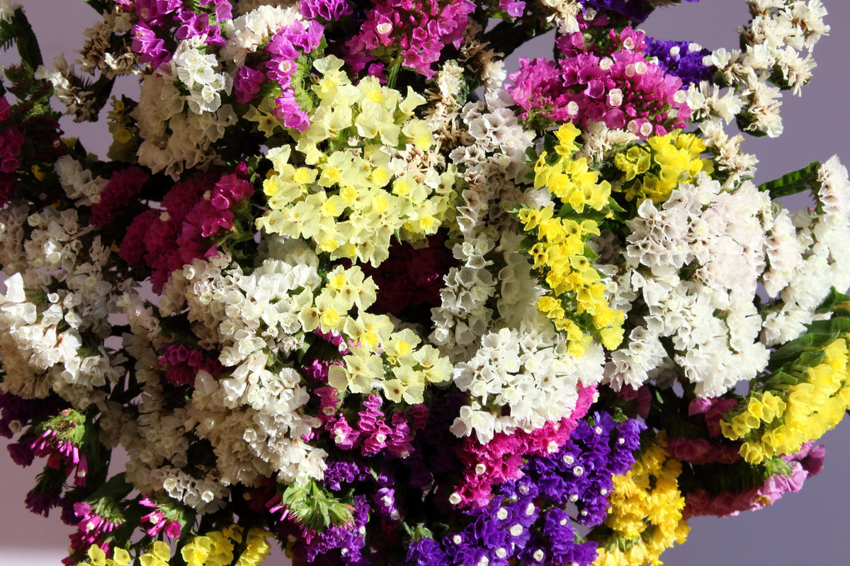 50 Pacific Mix STATICE SINUATA Mixed Colors (Sea Lavender) Limonium Latifolia Flower Seeds