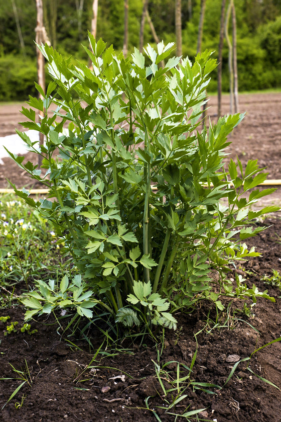 50 AVISPERO DE VALLE Levistucum Officinale - Sabor a apio y anís - Semillas de flores de hierbas