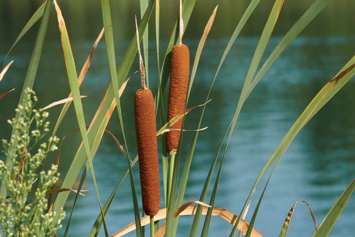 50 semillas de flores de cola de gato Typha Latifolia, hierba de estanque de agua