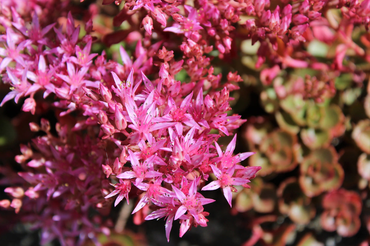 50 Semillas de flores de DRAGONES rojos SANGRE SEDUM Stonecrop Sedum Spurium
