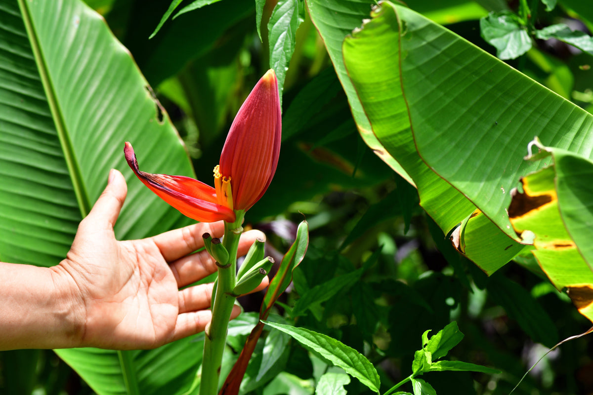 5 semillas de plátano rosa enano, Musa velutina, árbol frutal con flores