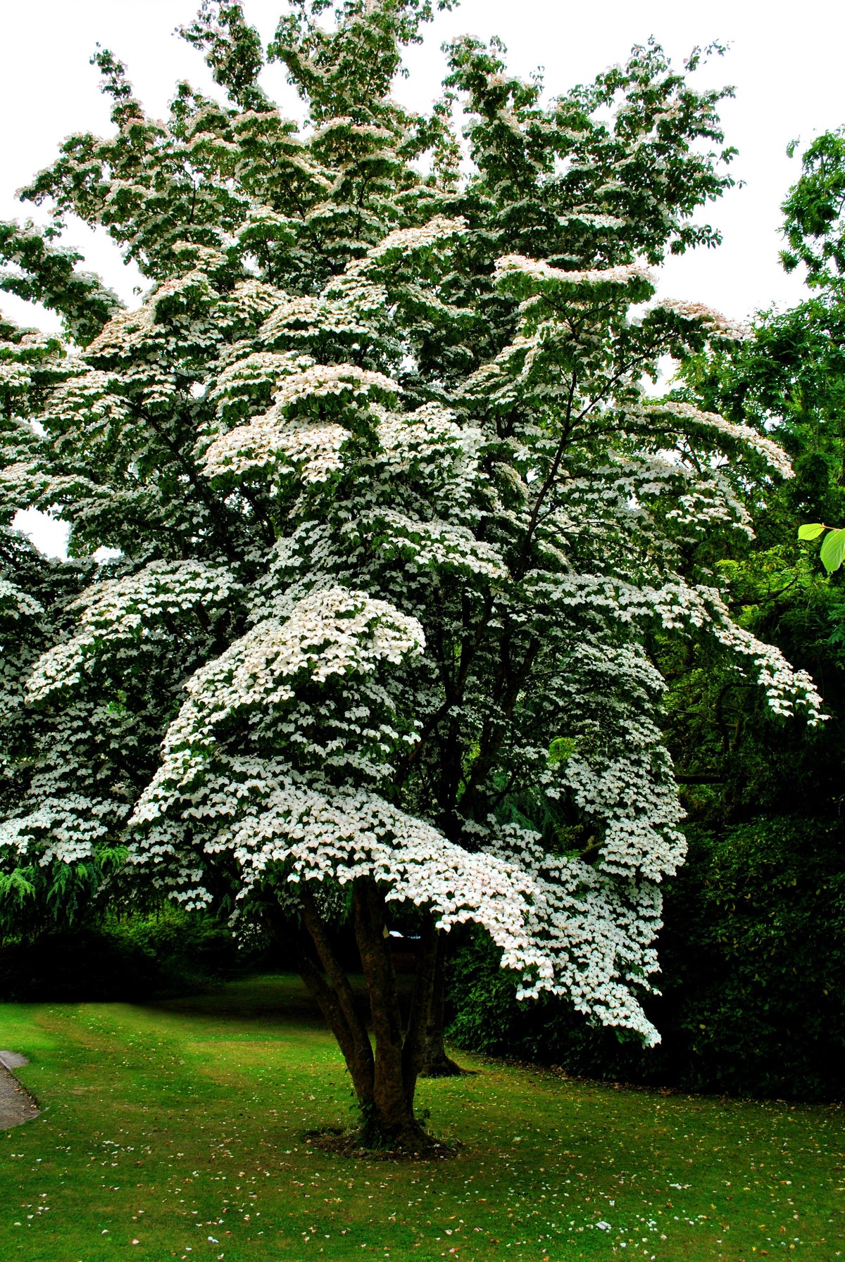 5 semillas de Cornus kousa (cornejo blanco) en flor