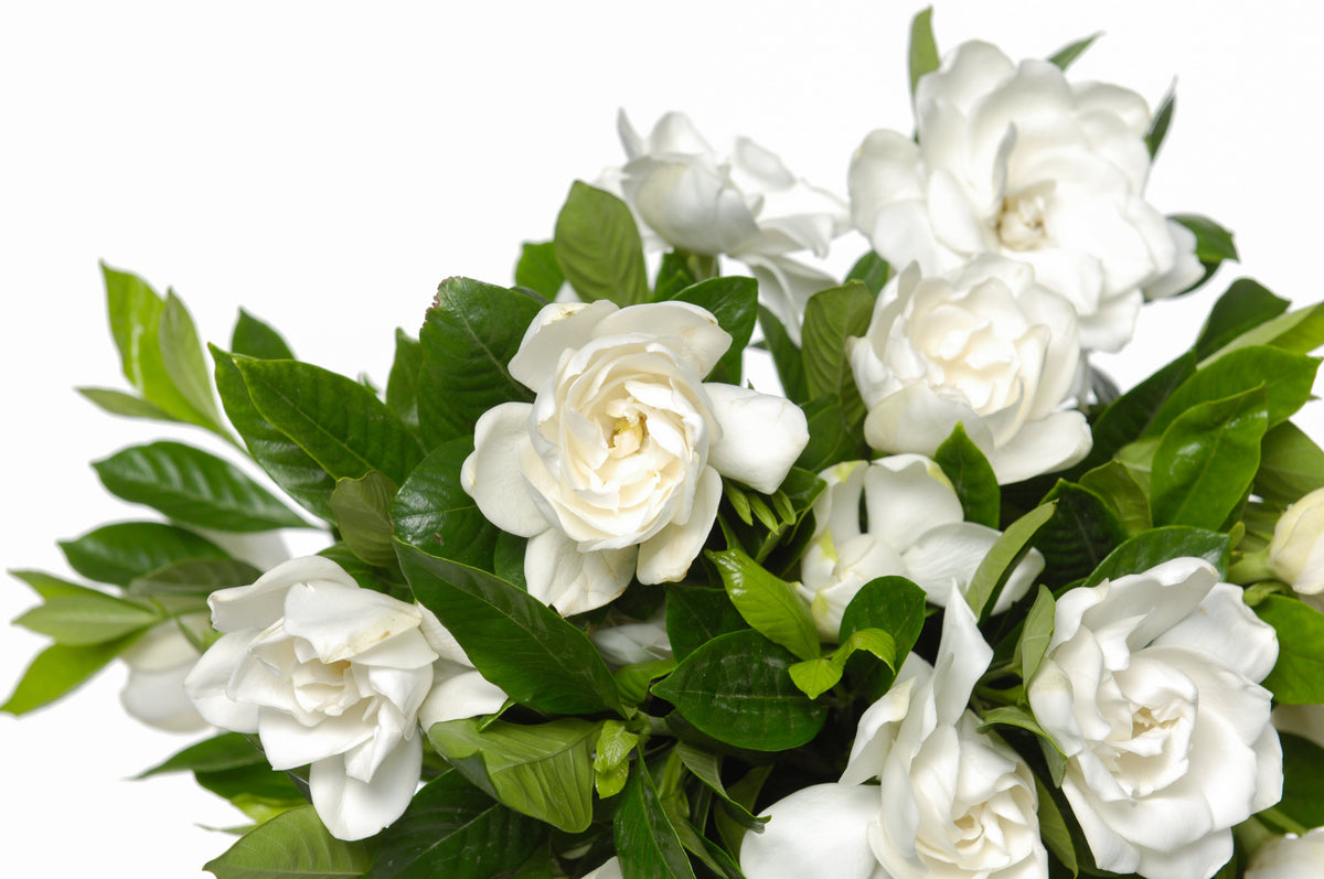 50 semillas de flores de GARDENIA Jasminoides / JAZMÍN DEL CABO, arbusto blanco fragante, planta de interior