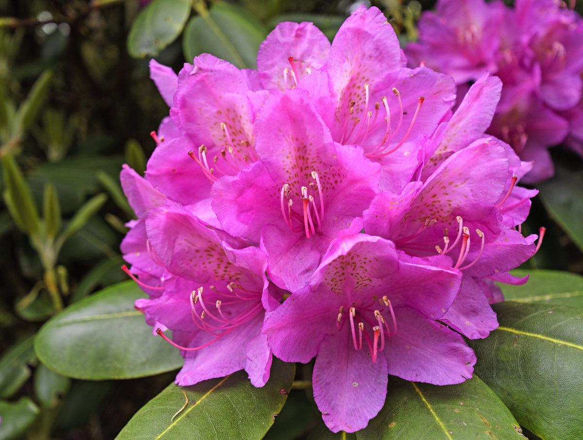 50 HÍBRIDOS MIXTOS DE RODODENDRO spp. Colores variados: rojo, rosa, morado, blanco, amarillo y naranja. Florece al sol o a la sombra. Semillas de arbusto.