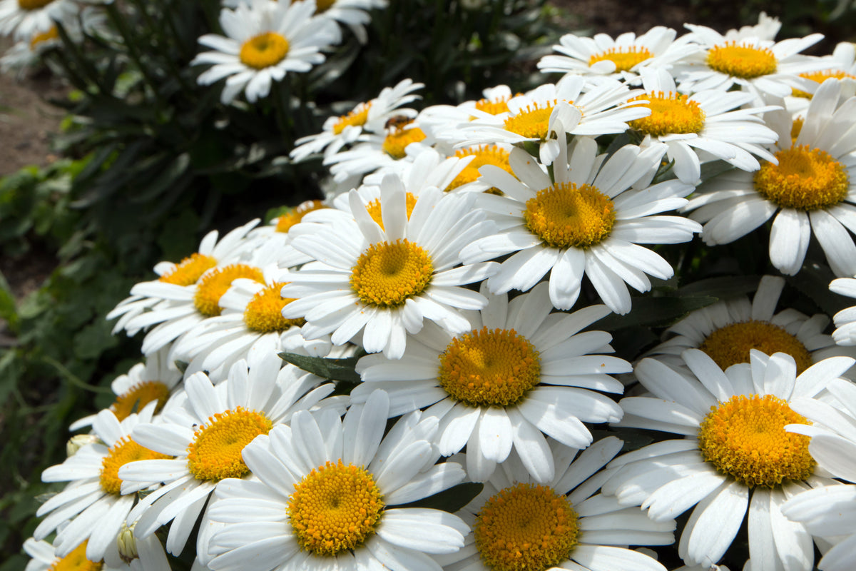 2000 semillas de margarita de ojo de buey, crisantemo leucanthemum, flores blancas