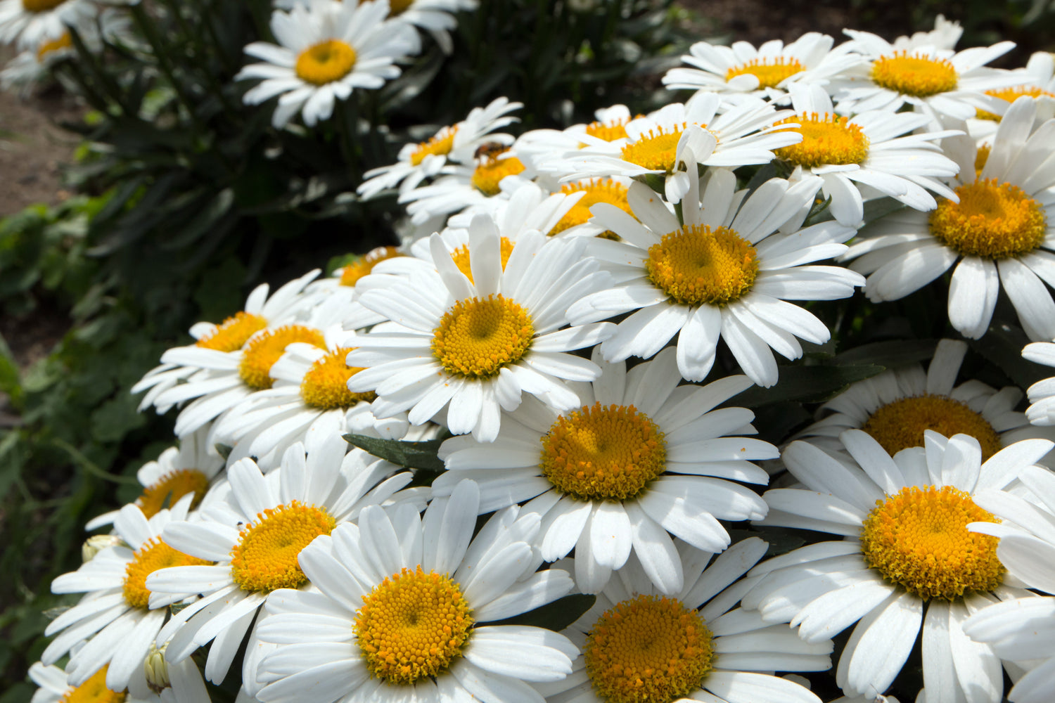 2000 semillas de margarita de ojo de buey, crisantemo leucanthemum, flores blancas