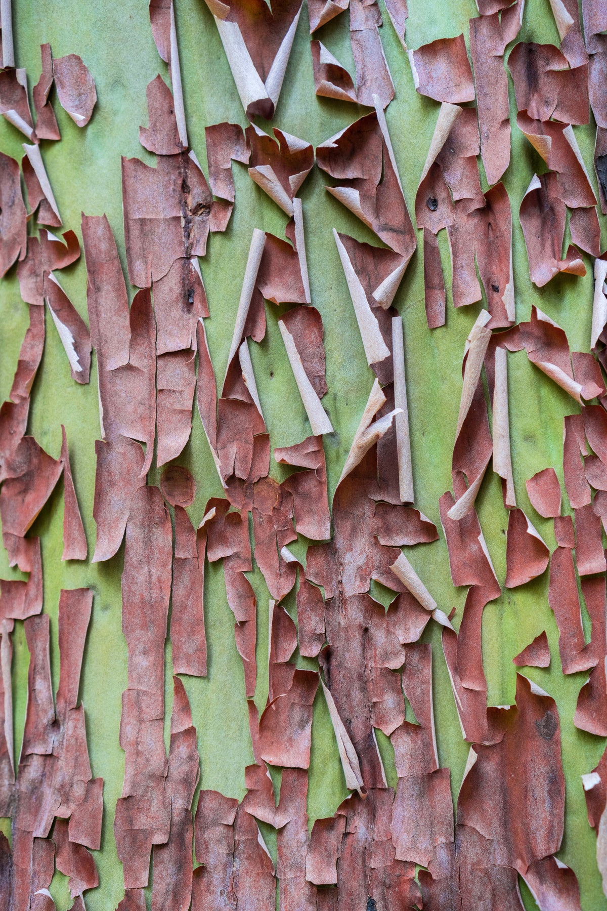 10 semillas de madroño del Pacífico, gayuba, arbutus menziesii rojo, laurel de Oregón