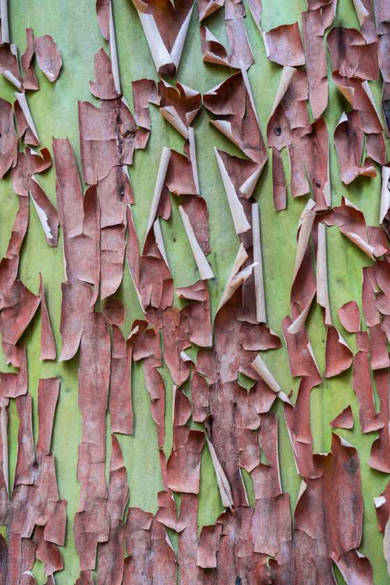 10 semillas de madroño del Pacífico, gayuba, arbutus menziesii rojo, laurel de Oregón