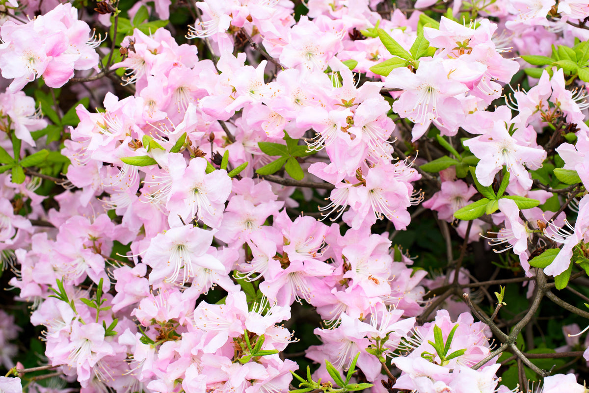 50 PINK ROYAL AZALEA Rhododendron Schlippenbachii Bush Shrub Flower Seeds
